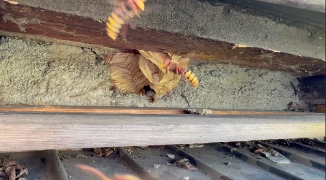 2x Likvidace obtížného hmyzu