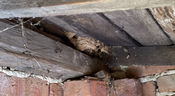 4x Likvidace obtížného hmyzu