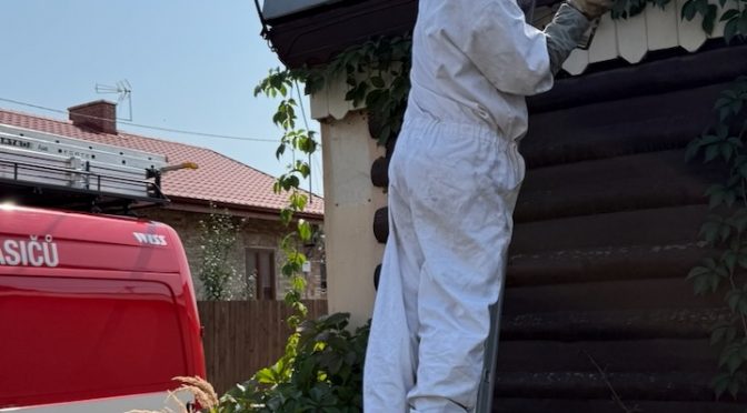 2x Likvidace obtížného hmyzu