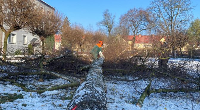 Technická pomoc, Odstranění stromu